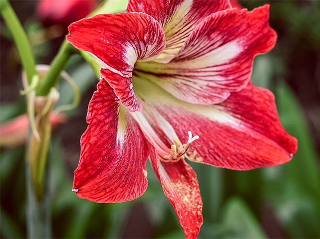 amaryllis01