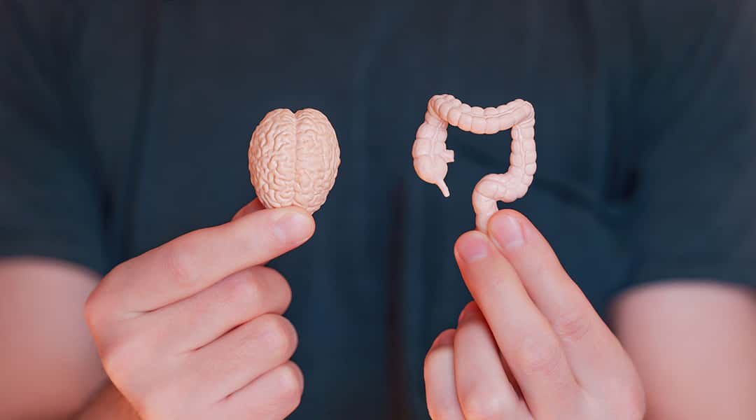 gut&brainm